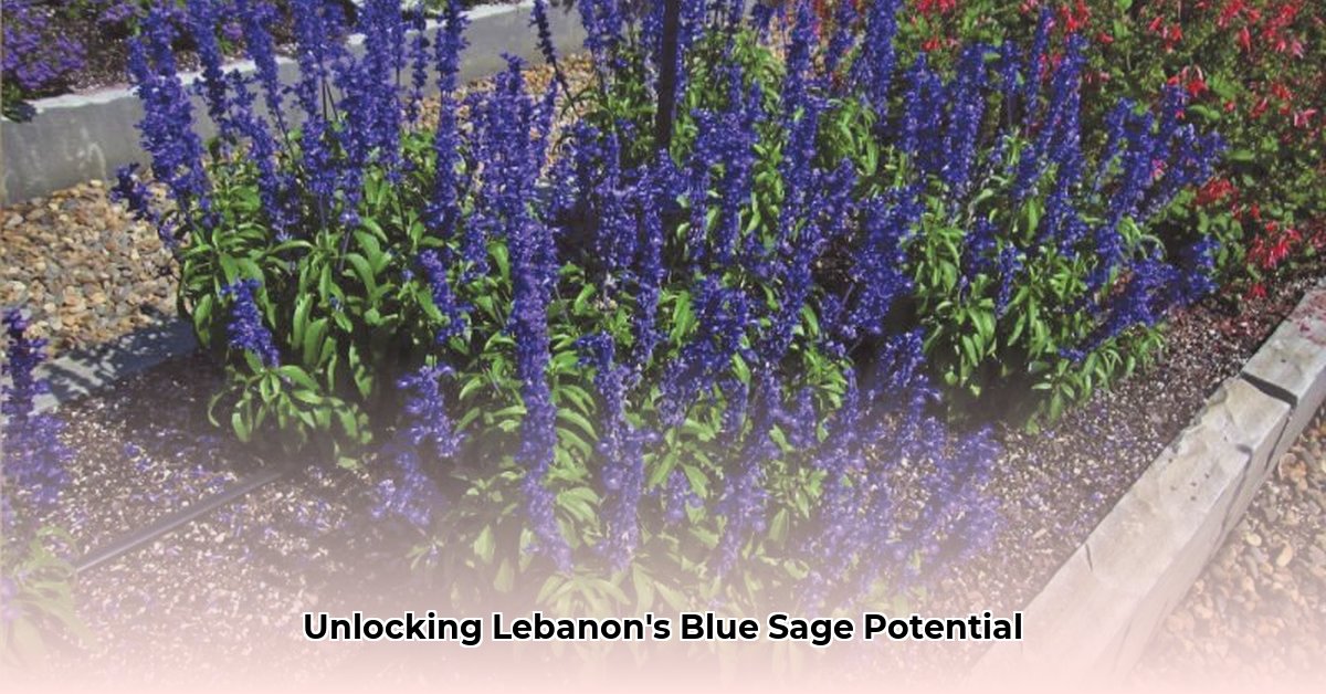 blue-sage-lebanon